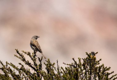 Robin Accentor prunella rubeculoides güzel bir levrek üzerinde