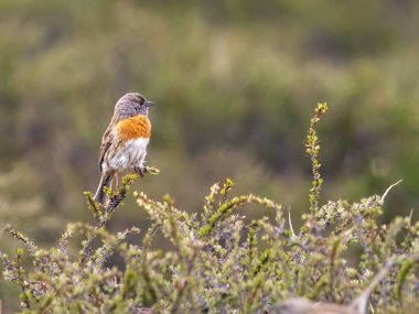 Robin Accentor prunella rubeculoides güzel bir levrek üzerinde
