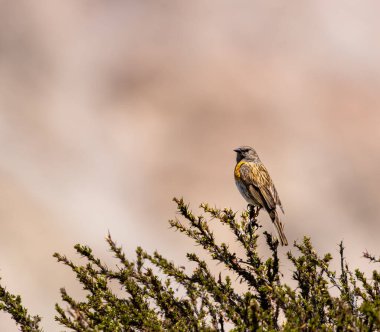 Robin Accentor prunella rubeculoides güzel bir levrek üzerinde