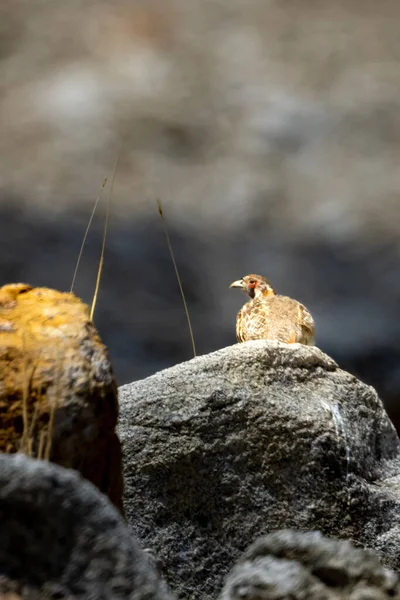 Tibetian Patridge Perdix Hodgsoniae Rock Ladakh Region — Stock Photo, Image