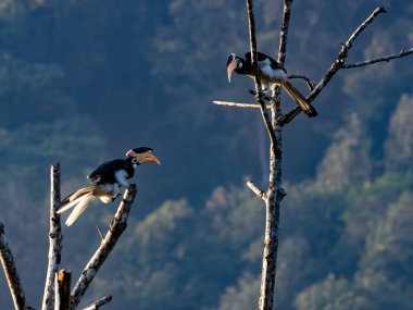 Bir çift Malabar, Anthracoceros Coronatus tüneğine boynuz gagaladı.