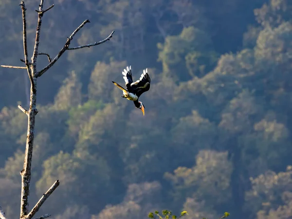 Malabar Pied Hornbill Een Vlucht Vanaf Een Baars Anthracoceros Coronatus — Stockfoto