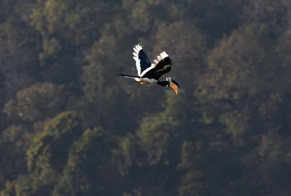 Malabar Pied Hornbill Flight Perch Anthracoceros Coronatus — Stock Photo, Image