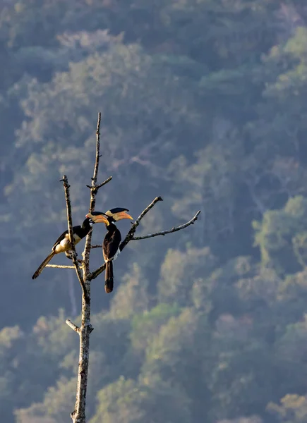 Een Paartje Malabar Pied Hornbill Een Baars Anthracoceros Coronatus — Stockfoto