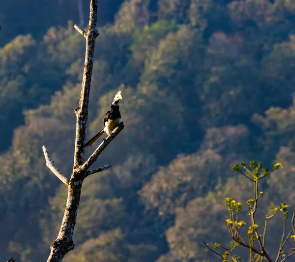 Malabar Pied Hornbill Flight Perch Jungle Southindia Anthracoceros Coronatus — стоковое фото