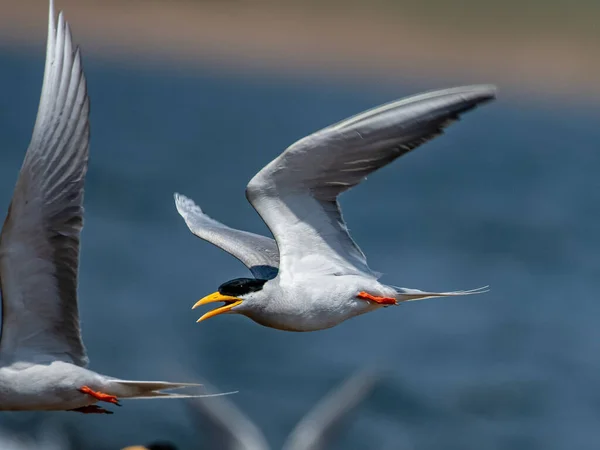 River Tern Flying High Speed River Bank — Stock Photo, Image