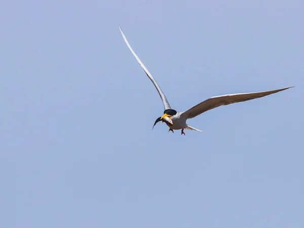 River Tern Fish Catch Its Beak Its Chick Sterna Aurantia — Stock Photo, Image