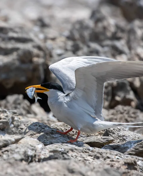 River Tern Sterna Aurantia Feed Its Chick — Stock Photo, Image