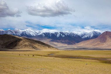 Himalaya manzarası ön planda vahşi ev bakışları ile