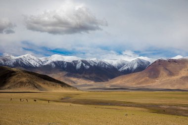 Himalaya manzarası ön planda vahşi ev bakışları ile
