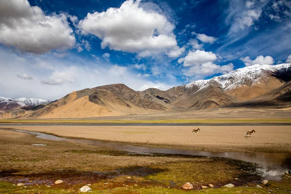 Himalaya Landschaft Mit Wildem Blick Vordergrund — Stockfoto