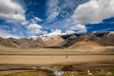Himalaya manzarası ön planda vahşi ev bakışları ile
