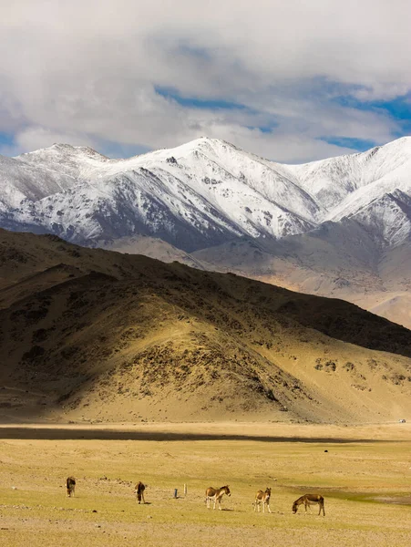 Eine Himalaya Landschaft Ladakh Mit Wildpferden Vordergrund — Stockfoto