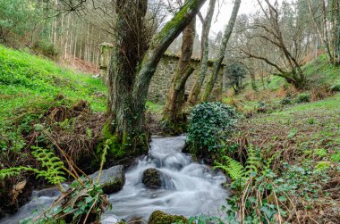In the photograph you can see a small river running through the stones, between a typical Galician green forest with an old mill in the background.