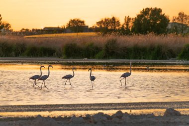 Fotoğrafta doğal bir parkın gölünde bir grup flamingo görebilirsiniz..
