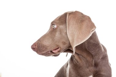 Güzel yeşil gözlü Weimaraner köpeği beyaz arka planda izole edilmiş..