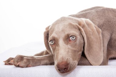 Güzel yeşil gözlü Weimaraner köpeği beyaz arka planda izole edilmiş..