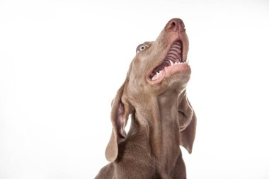 Güzel yeşil gözlü Weimaraner köpeği beyaz arka planda izole edilmiş..
