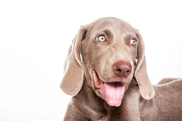 白い背景に隔離された美しい緑の眉毛のWeimaranerの子犬 — ストック写真