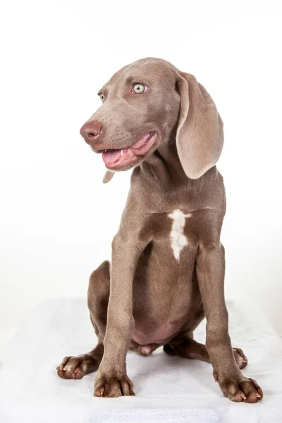 白い背景に隔離された美しい緑の眉毛のWeimaranerの子犬 — ストック写真