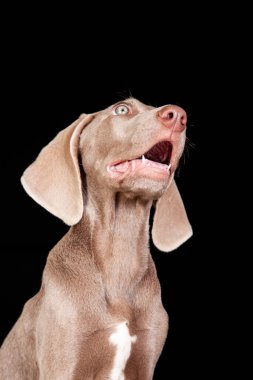 Güzel yeşil gözlü Weimaraner köpeği siyah arka planda izole edilmiş. Hayvan sağlığı konsepti. Veterinerlik kavramı.