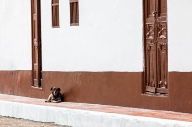 Kolombiya 'nın Boyaca bölgesindeki güzel küçük Tibasosa kasabasının sokaklarındaki tatlı kahverengi köpek.