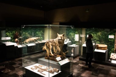 Mexico City, Meksika 12 Kasım 2024: Meksiko 'daki Templo Belediye Başkanı Müzesi' nde 6 numaralı oda, kazılar sırasında bulunan bitki ve hayvan kalıntılarına adanmıştır..