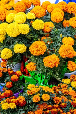 Plants of cempansuchil. Cempasuchil flower festival on the famous Paseo de la Reforma in Mexico City. clipart