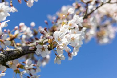 Beyaz çiçek dalları ve mavi gökyüzü, ilkbahar mevsiminde Japon parkında güzel Sakura çiçekleri, çiçek desenli dokular. Bahar çiçekleri. Güneşli bir günde kiraz çiçeği.