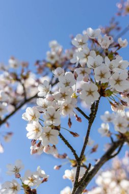 Beyaz çiçek dalları ve mavi gökyüzü, ilkbahar mevsiminde Japon parkında güzel Sakura çiçekleri, çiçek desenli dokular. Bahar çiçekleri. Güneşli bir günde kiraz çiçeği.