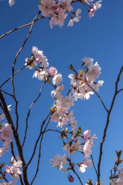 Pembe çiçek dalları ve mavi gökyüzü. Japon parkında bahar mevsiminde güzel Sakura çiçekleri. Çiçek desenli desen. Bahar çiçekleri. Güneşli bir günde kiraz çiçeği.