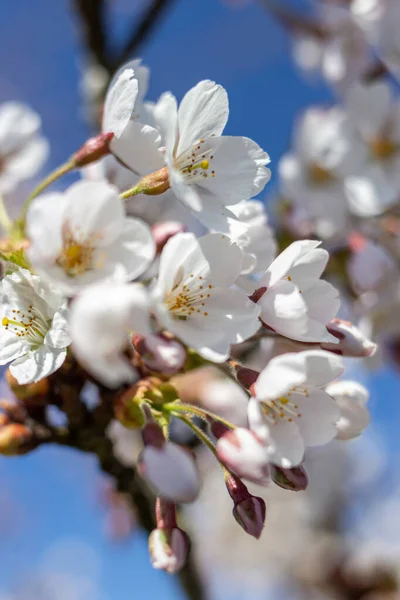 Beyaz çiçek dalları ve mavi gökyüzü, ilkbahar mevsiminde Japon parkında güzel Sakura çiçekleri, çiçek desenli dokular. Bahar çiçekleri. Güneşli bir günde kiraz çiçeği.