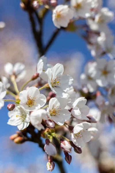Beyaz çiçek dalları ve mavi gökyüzü, ilkbahar mevsiminde Japon parkında güzel Sakura çiçekleri, çiçek desenli dokular. Bahar çiçekleri. Güneşli bir günde kiraz çiçeği.