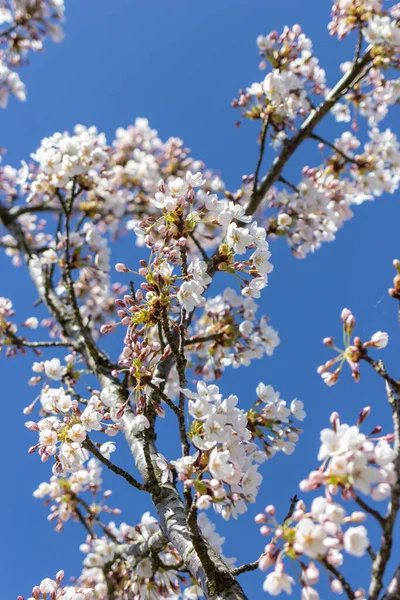 Beyaz çiçek dalları ve mavi gökyüzü, ilkbahar mevsiminde Japon parkında güzel Sakura çiçekleri, çiçek desenli dokular. Bahar çiçekleri. Güneşli bir günde kiraz çiçeği.