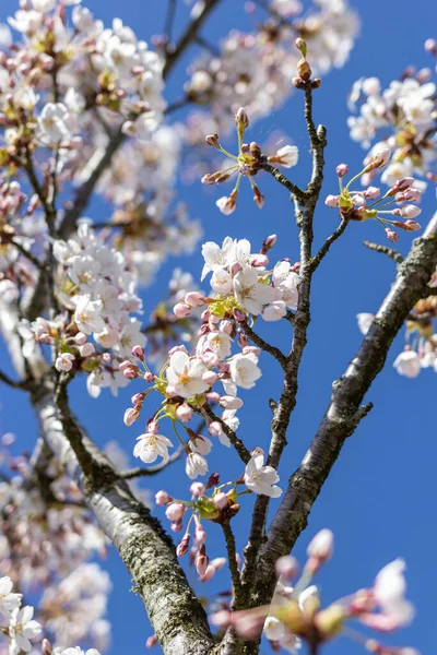Beyaz çiçek dalları ve mavi gökyüzü, ilkbahar mevsiminde Japon parkında güzel Sakura çiçekleri, çiçek desenli dokular. Bahar çiçekleri. Güneşli bir günde kiraz çiçeği.