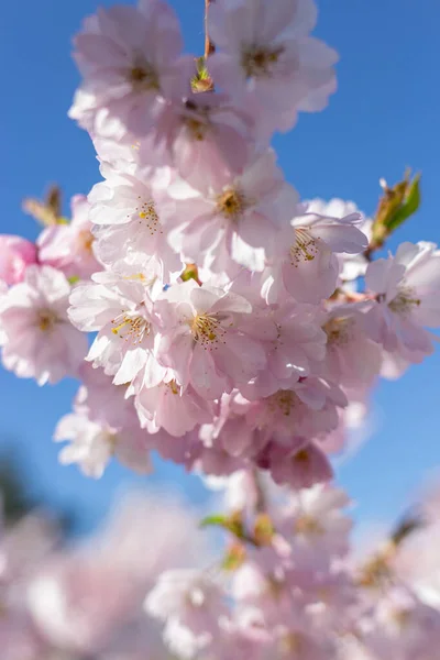 Pembe çiçek dalları ve mavi gökyüzü. Japon parkında bahar mevsiminde güzel Sakura çiçekleri. Çiçek desenli desen. Bahar çiçekleri. Güneşli bir günde kiraz çiçeği.
