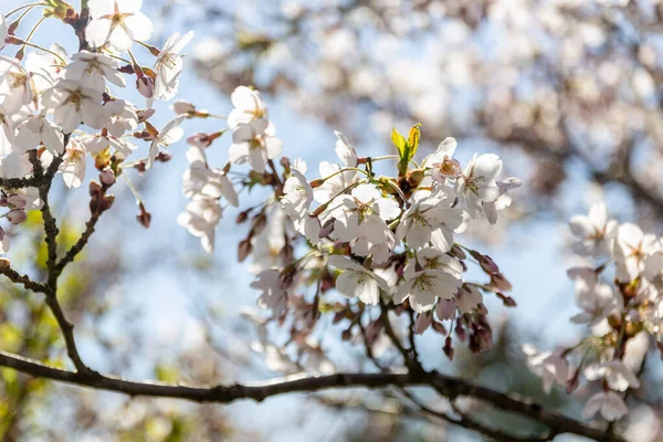 Beyaz çiçek dalları ve mavi gökyüzü, ilkbahar mevsiminde Japon parkında güzel Sakura çiçekleri, çiçek desenli dokular. Bahar çiçekleri. Güneşli bir günde kiraz çiçeği.