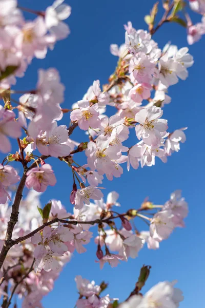Pembe çiçek dalları ve mavi gökyüzü. Japon parkında bahar mevsiminde güzel Sakura çiçekleri. Çiçek desenli desen. Bahar çiçekleri. Güneşli bir günde kiraz çiçeği.