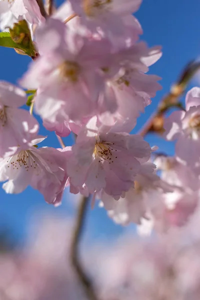 Pembe çiçek dalları ve mavi gökyüzü. Japon parkında bahar mevsiminde güzel Sakura çiçekleri. Çiçek desenli desen. Bahar çiçekleri. Güneşli bir günde kiraz çiçeği.