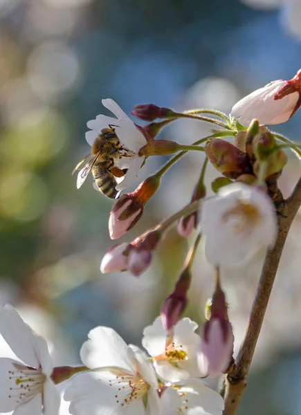 Kiraz ağacının üzerindeki arı, çiçek açan sakura. Makro fotoğraf.