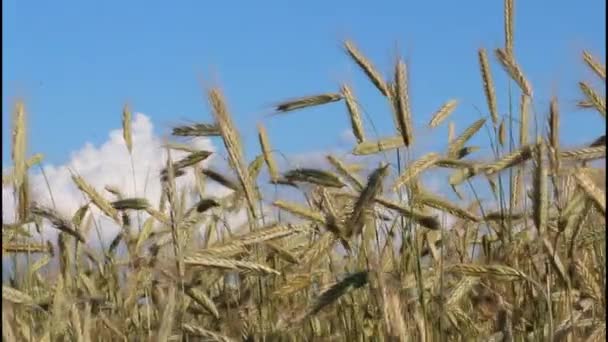 Büyük Sarı Bir Buğday Tarlası Güzel Bir Gökyüzü Ile Kırsal — Stok video