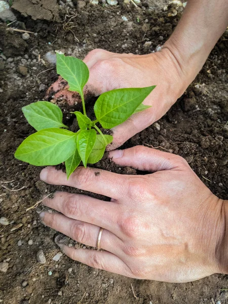 two hands close up planting a small pepper plant in soil