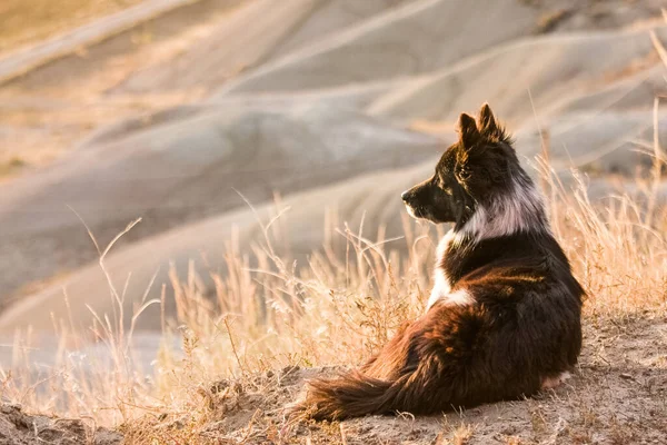 Farm dog laying in prairie grass looking over valley on farm land in South Dakota with warm afternoon sunlight