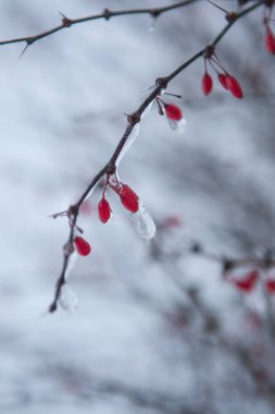 tiny red berries encapsullated in ice clipart