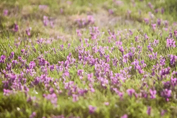Yeşil çimlerin üzerinde küçük mor çiçekler