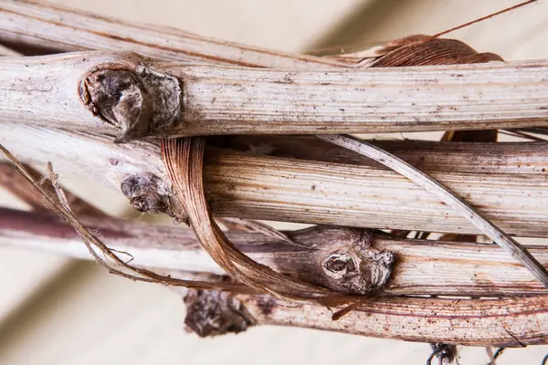 Kurumuş asma, yakın plan. Tarafsız bir arkaplanda birbirine dolanmış.