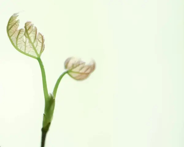 Akçaağaç fidanı yapraklarla kaplanıyor.