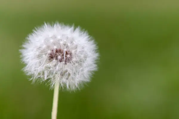 Tek bir karahindiba tohumu başı yeşil arkaplana yaklaşır