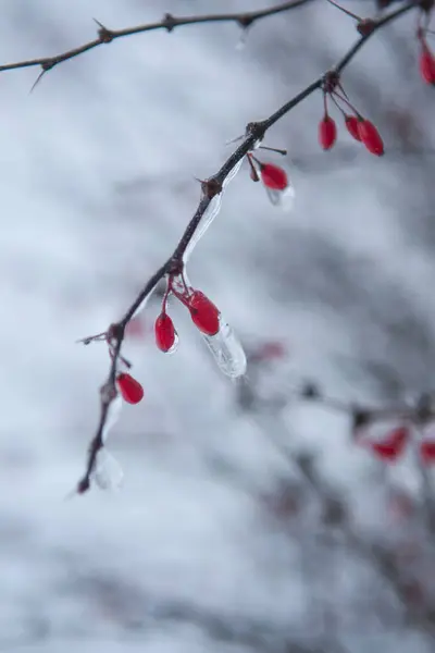 Küçük kırmızı böğürtlenler buzla kaplanmış