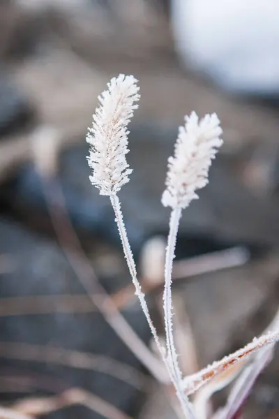 Çimen tohumu başları buzla kaplı